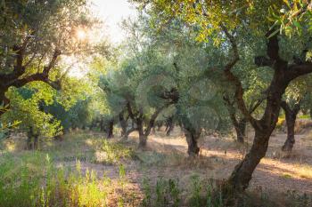 Olive trees with green fruits in morning sunlight, traditional Greek garden, Zakynthos island, Greece 