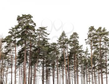 Pine trees forest isolated on white background. Silhouette photo