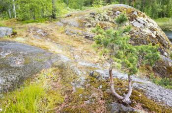 Small pine tree and green grass grow on coastal rocks of Ladoga lake. North Russian landscape