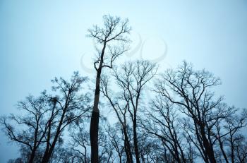 Leafless bare trees over dark blue sky background. Stylized natural background photo