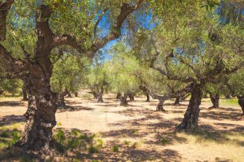 Olive trees in traditional Greek garden, Zakynthos island