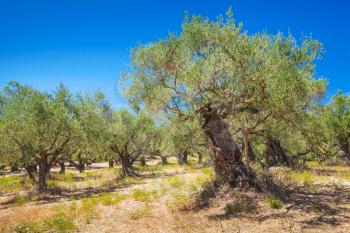 Olive trees in summer Greek garden, Zakynthos island, Greece 
