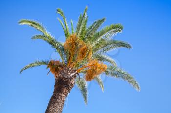 Date palm tree over clear blue sky background