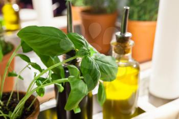 Green basil in and Olive oil in glass bottle on a table in Italian restaurant
