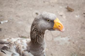 Gray goose with yellow beak, closeup profile portrait