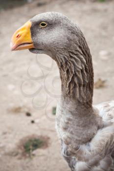 Gray goose with yellow beak, close up profile portrait