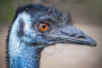 Closeup profile portrait of ostrich with orange eyes