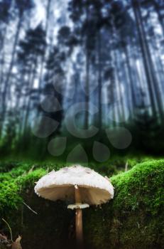 Parasol mushroom grows in dark blue forest. Macrolepiota procera or Lepiota procera fungus