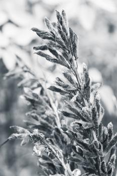 Dry seeds of  lupine flowers. Closeup monochrome vertical photo with selective focus