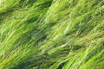 Fresh bright long green grass background photo