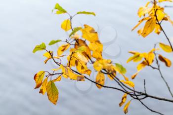 Dry autumnal yellow leaves over blurred blue lake water background. Selective focus