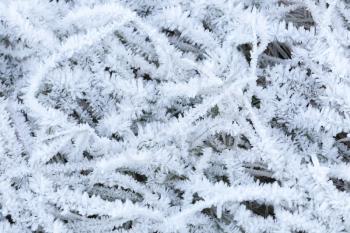 Fresh white frost covers grass in winter morning
