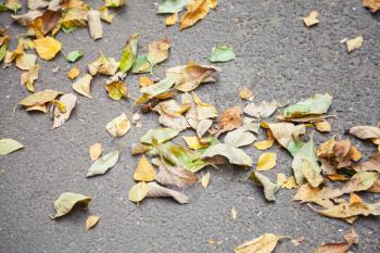 Colorful fallen autumnal leaves lay on asphalt road background