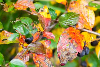 Bright colorful autumn leaves, macro photo with selective focus. Natural autumnal background