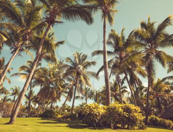 Palm trees in resort garden, tropical vacation background. Vintage style, photo with tonal correction filter effect, old style