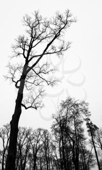 Leafless bare trees over white sky. Vertical monochrome background photo