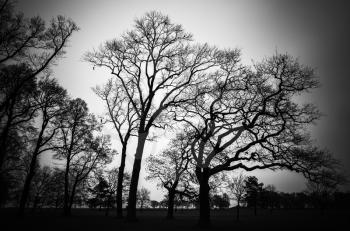 Leafless bare trees in dark forest. Stylized natural silhouette background photo