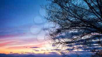 Black bare tree branches silhouette over colorful cloudy sky at sunset