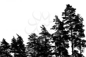 Black pine tree silhouettes isolated on white, forest background