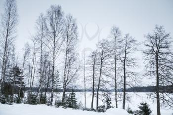 Winter landscape, bare birch trees growing on the coast of frozen lake, natural background photo