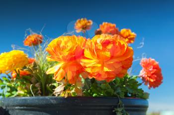 Yellow red peony flowers in summer garden over blue sky background