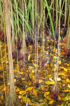 Wild tropical forest, roots of mangrove trees growing in water, natural vertical photo