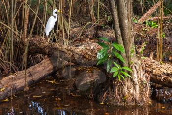 White heron in wild tropical forest, mangrove trees growing in the water. Dominican republic nature