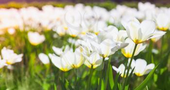 White tulip flowers in spring garden. Closeup photo with selective focus