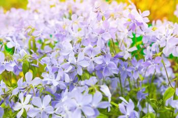 Summer flowers background. Phlox divaricata, wild blue, woodland phlox, or wild sweet william, flowering plant in the family Polemoniaceae, native to forests and fields in eastern North America