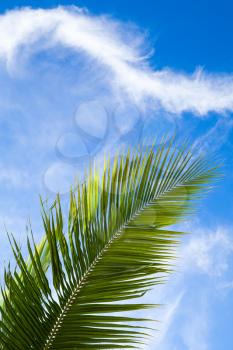 Coconut palm tree leaf over blue cloudy sky background