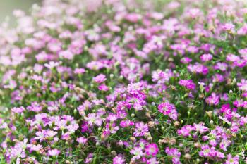 Field of pink dianthus flowers, selective focus