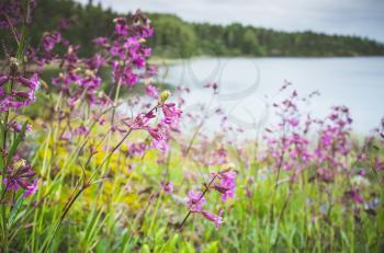 Wild pink flowers growing on the Ladoga lake coast, summer natural background photo, Russia