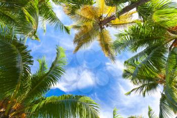 Coconut palm trees over bright sky background. Dominican Republic nature