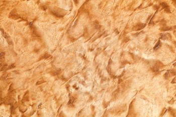 Wood pattern of the Karelian birch, close-up background photo texture