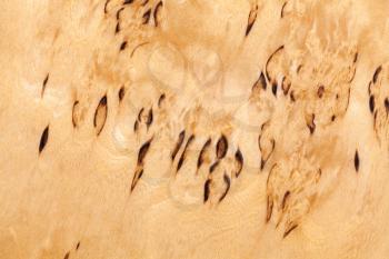 Wood pattern of Karelian birch, close-up background photo texture