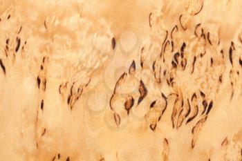 Wood pattern of the Karelian birch, background texture