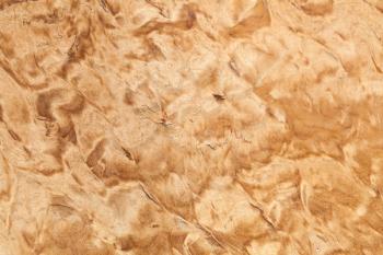 Wood pattern of the Karelian birch, close-up background texture