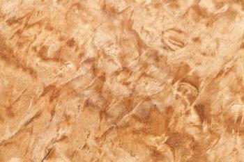 Wood pattern of the Karelian birch, background photo texture