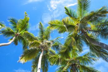 Coconut palm trees over blue sky background, Dominican republic nature
