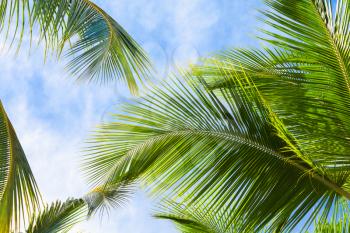 Coconut palm tree leaves over blue cloudy sky background