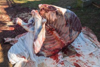 Whole carcass of a bull right after cutting
