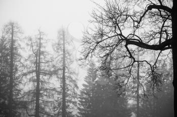 Foggy winter forest with bare trees, black and white natural background photo