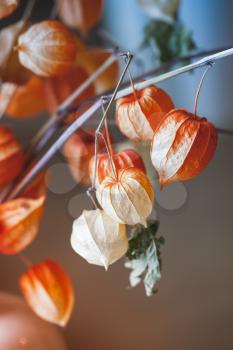 Bouquet of bright red dry physalis husk, closeup vertical photo with selective focus