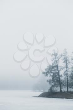 Foggy winter morning in winter park. Bare trees are on the lake coast, blue toned natural vertical photo