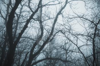 Foggy winter forest with bare trees branches, blue toned natural background photo