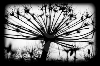Dark dry Heracleum sosnowskyi flowers, framed black and white silhouette macro photo with selective focus
