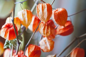 Bouquet of bright red dry physalis husk, close up photo with selective focus