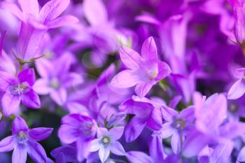 Bright purple Campanula flowers, closeup natural background photo with selective focus