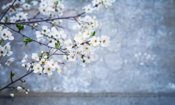 White cherry flowers over blue concrete wall background, photo with soft selective focus