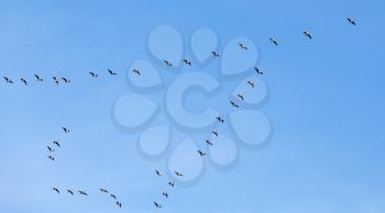 Flock of birds. Canadian geese flying in V shaped group over blue sky background